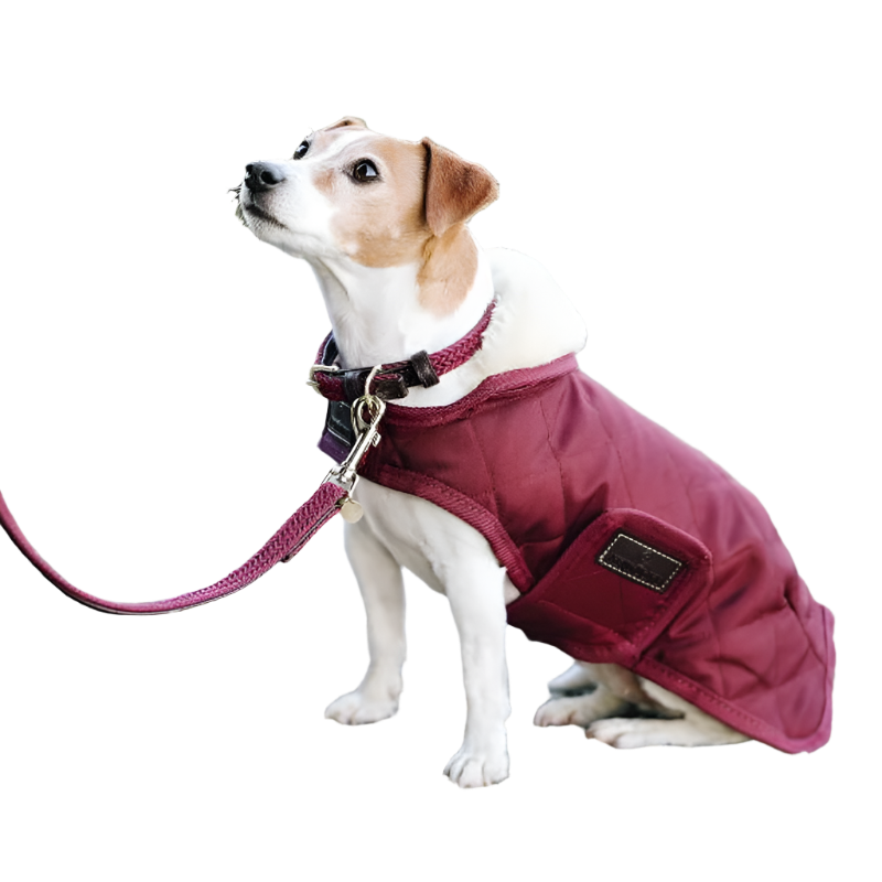 Kentucky Dogwear - Colliers pour chiens bordeaux | - Ohlala