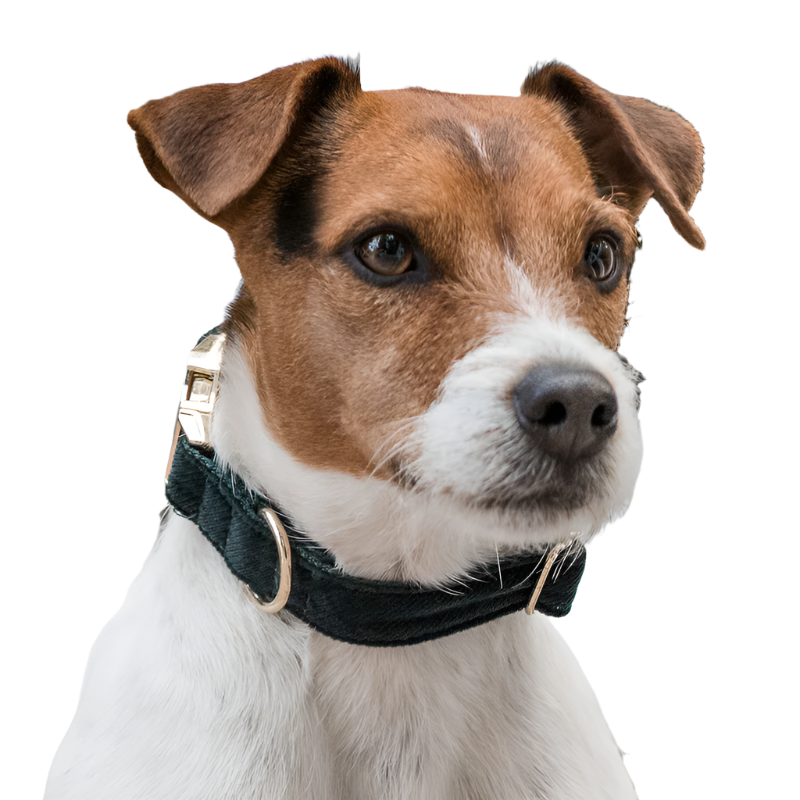 Kentucky Dogwear - Colliers pour chiens Corduroy Vert | - Ohlala