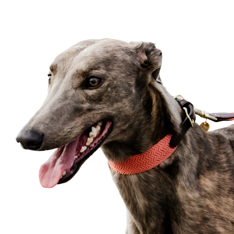 Kentucky Dogwear - Collier pour chien Jacquard Orange Fluo | - Ohlala