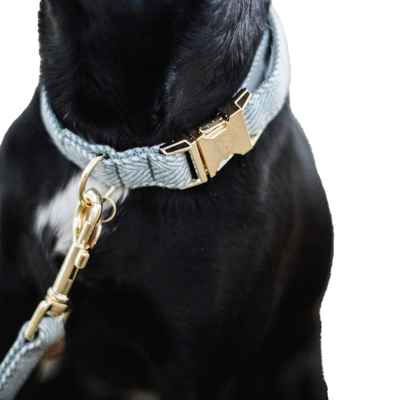 Kentucky Dogwear - Collier pour chiens Wool bleu clair | - Ohlala