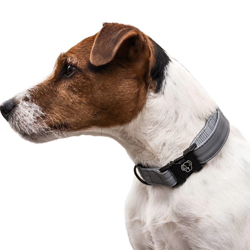 Kentucky Dogwear - Collier pour chiens Reflective | - Ohlala