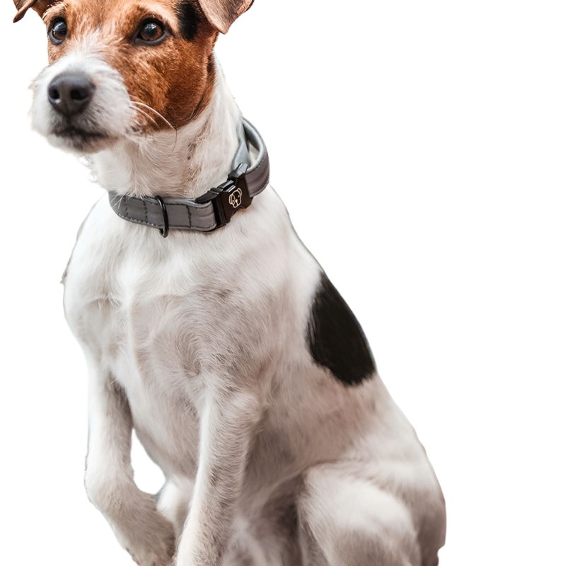 Kentucky Dogwear - Collier pour chiens Reflective | - Ohlala