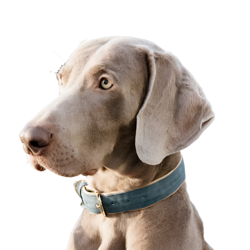 Kentucky Dogwear - Colliers pour chiens Velvet Bleu ciel | - Ohlala