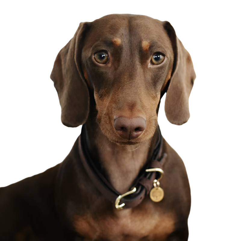 Kentucky Dogwear - Colliers pour chiens Velvet Marron | - Ohlala