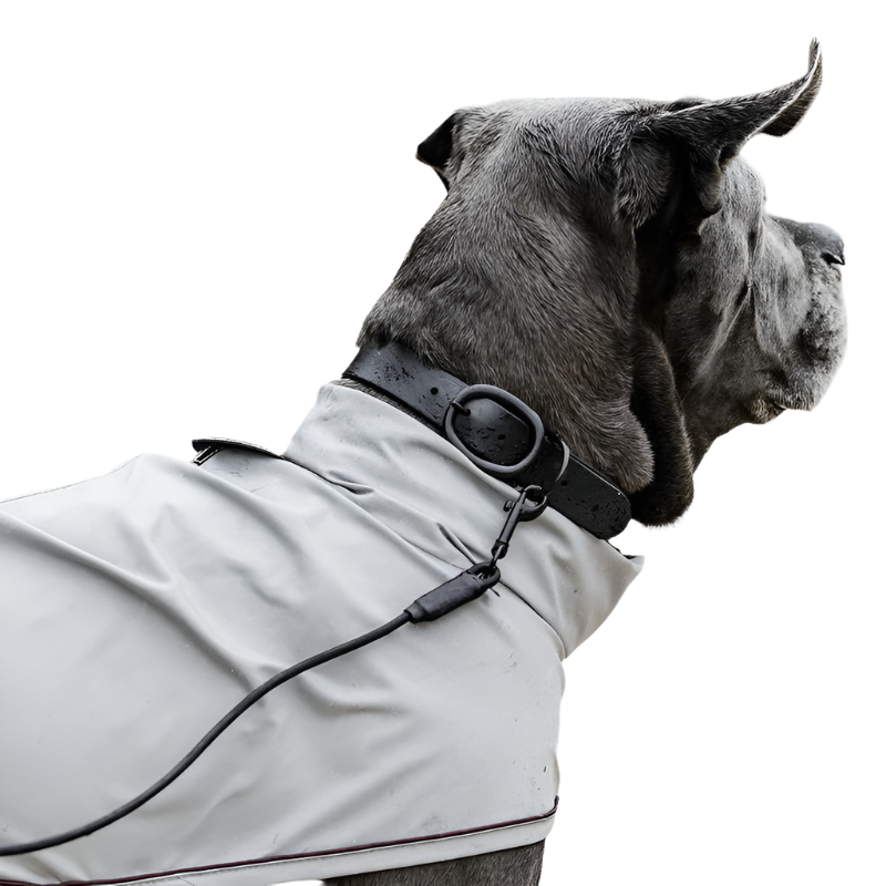 Kentucky Dogwear - Collier pour chien Soft Rubber noir | - Ohlala