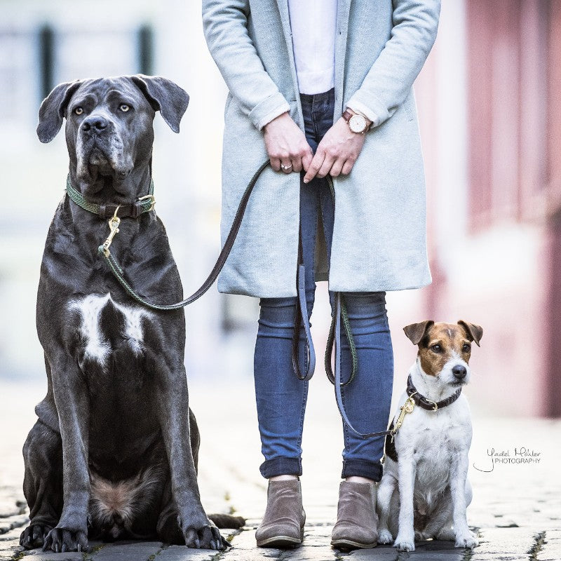 Kentucky Dogwear - Laisse pour chien nylon tressé Plaited Nylon 120 cm vert olive | - Ohlala