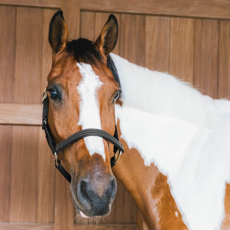 Kentucky Horsewear - Licol en cuir Wellington noir | - Ohlala