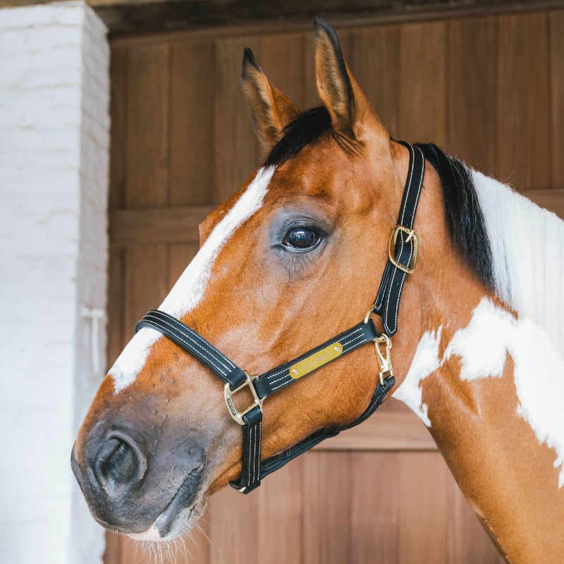 Kentucky Horsewear - Licol en cuir Wellington noir | - Ohlala