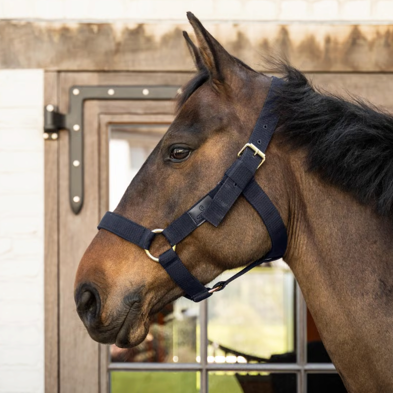 Kentucky Horsewear - Licol Heavy Duty marine