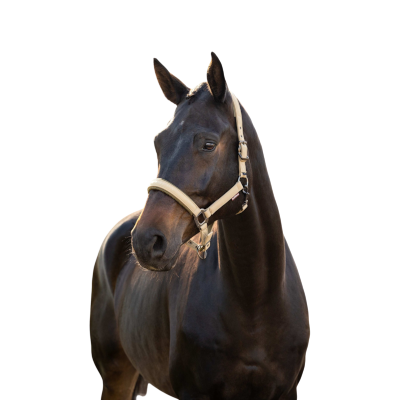 LeMieux - Licol pour chevaux Essence pear
