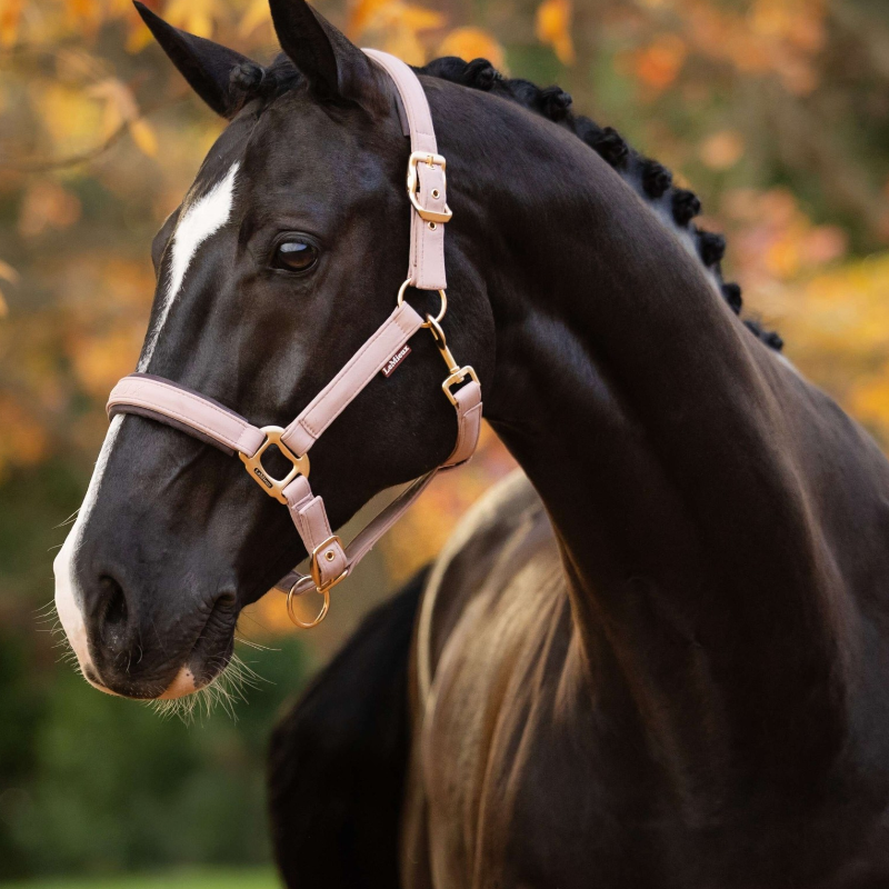 Licol pour chevaux Essence wild rose - LeMieux