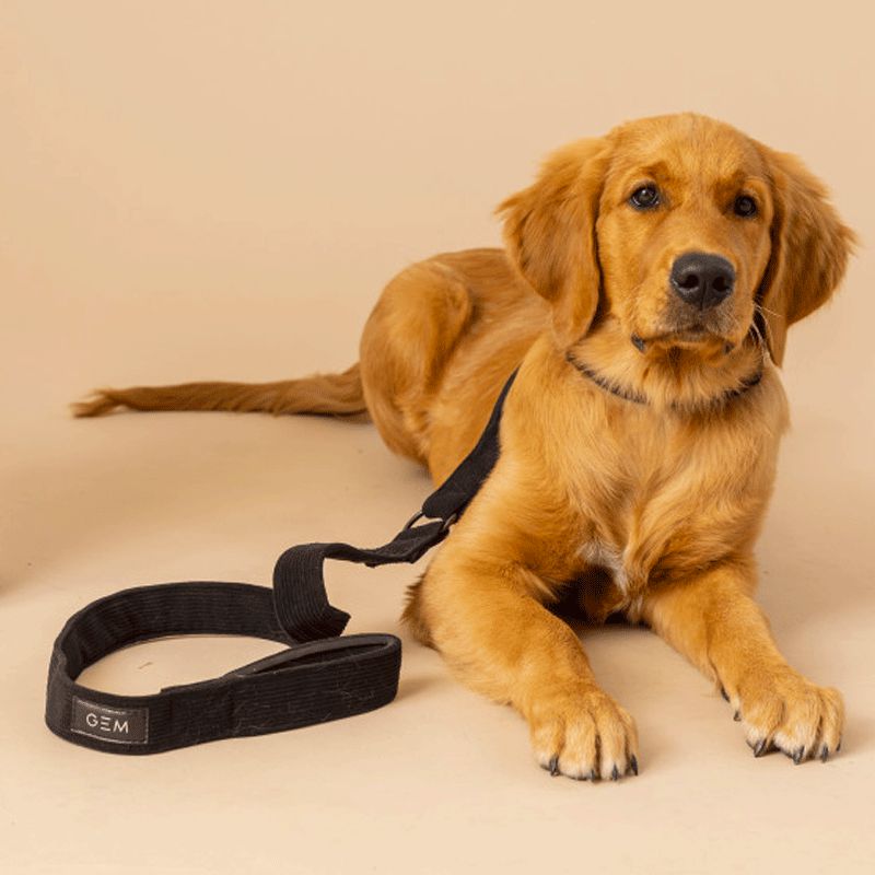Bandana pour chien noir avec une cravate - Accessoire chien