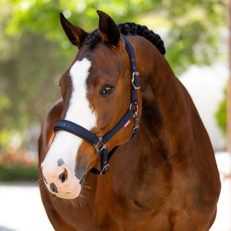 Lemieux - Licol Finesse marine | - Ohlala