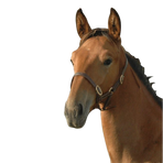 Canter - Licol poulain cuir Marron | - Ohlala