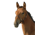 Canter - Licol poulain cuir Marron | - Ohlala