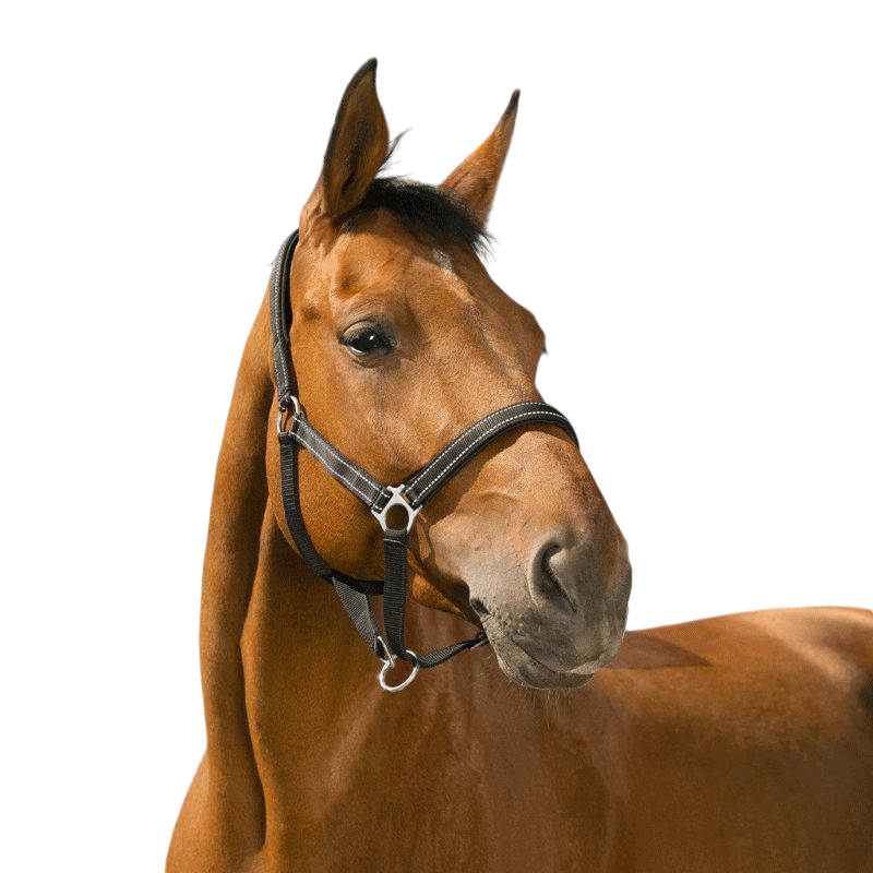 Norton - Licol Reflective noir | - Ohlala