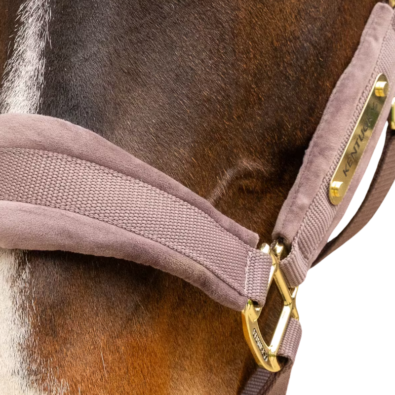 Kentucky Horsewear - Halster Velvet light purple | - Ohlala