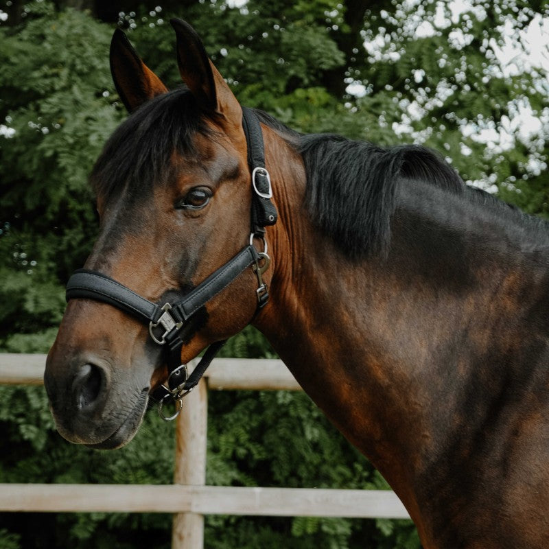 Equithème - Licol en nylon Glowy noir/ noir