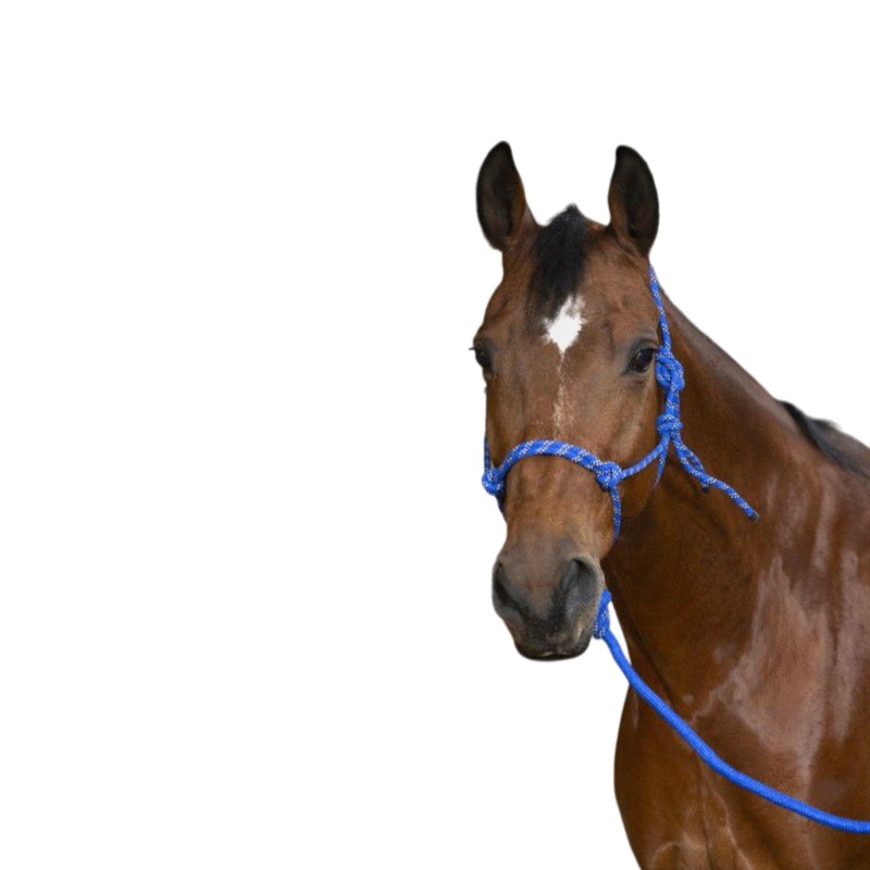 Norton - Licol éthologique longe "eco" bleu | - Ohlala