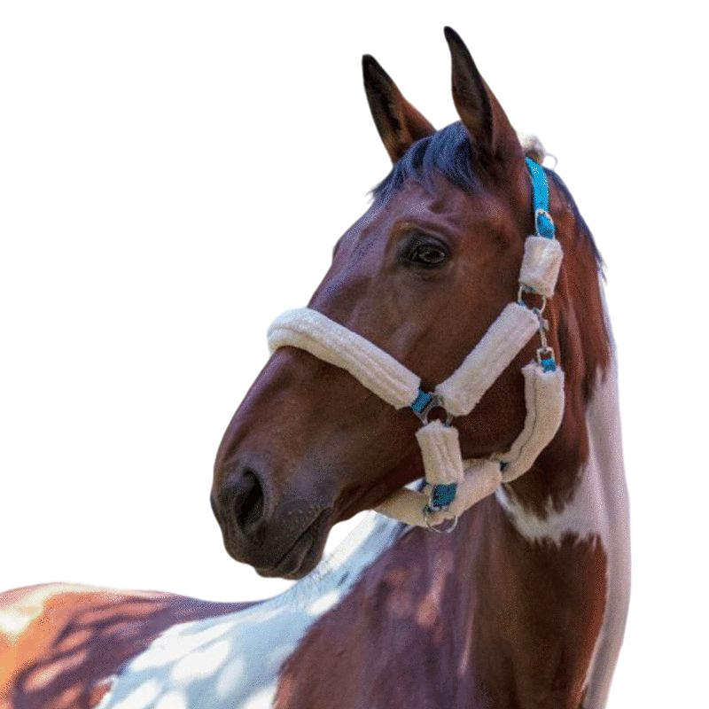 Norton - Licol full mouton synthétique bleu/ écru | - Ohlala