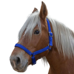 Norton - Licol cheval de trait "PRO" bleu roi | - Ohlala