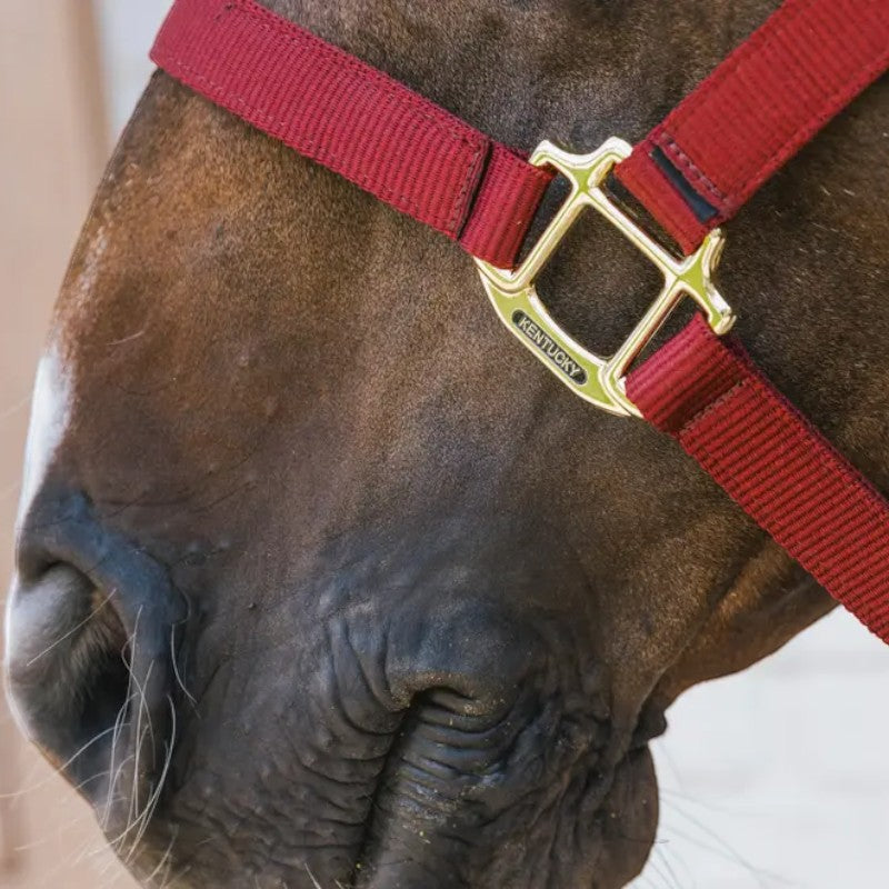 Kentucky Horsewear - Licol nylon Breakaway bordeaux | - Ohlala