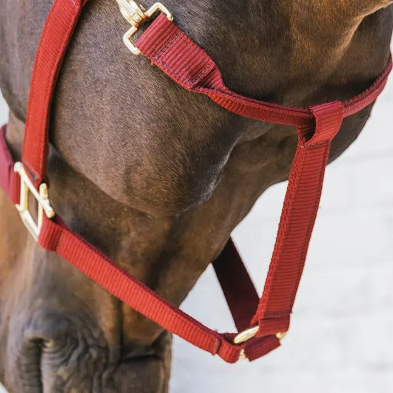 Kentucky Horsewear - Licol nylon Breakaway bordeaux | - Ohlala