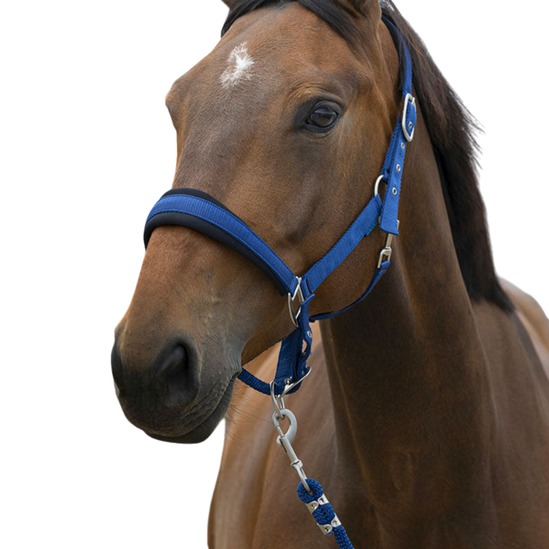 Norton - Licol et longe Large bleu | - Ohlala