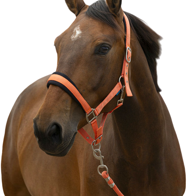 Norton - Licol et longe Large corail | - Ohlala