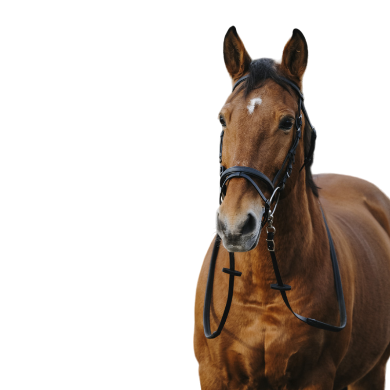 Norton - Bridon Training noir | - Ohlala