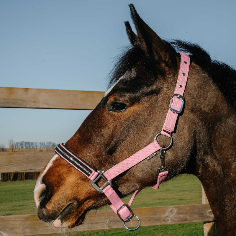 Norton - Crystal halster roze