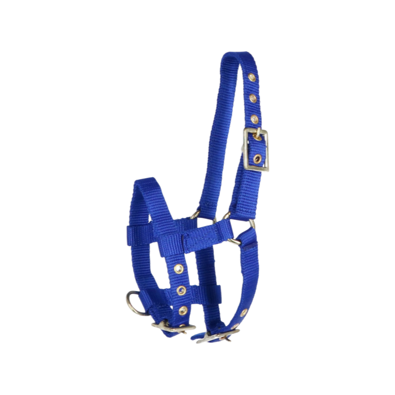 Norton - Licol réglable mini bleu roi