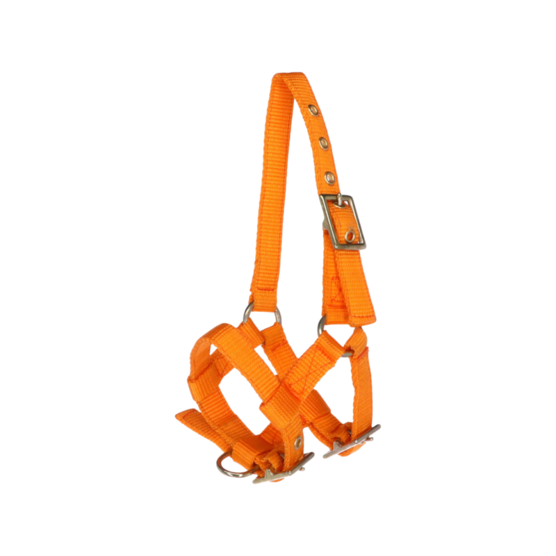 Norton - Licol réglable mini orange