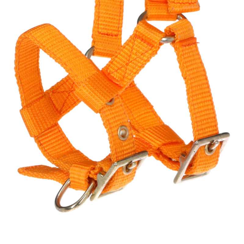 Norton - Licol réglable mini orange
