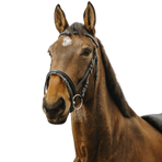 Norton - Bridon Strass V noir | - Ohlala