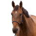 Norton - Zacht ethologisch halster pony marine | - Ohlala