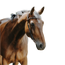 Norton - Freedom halster bruin | - Ohlala