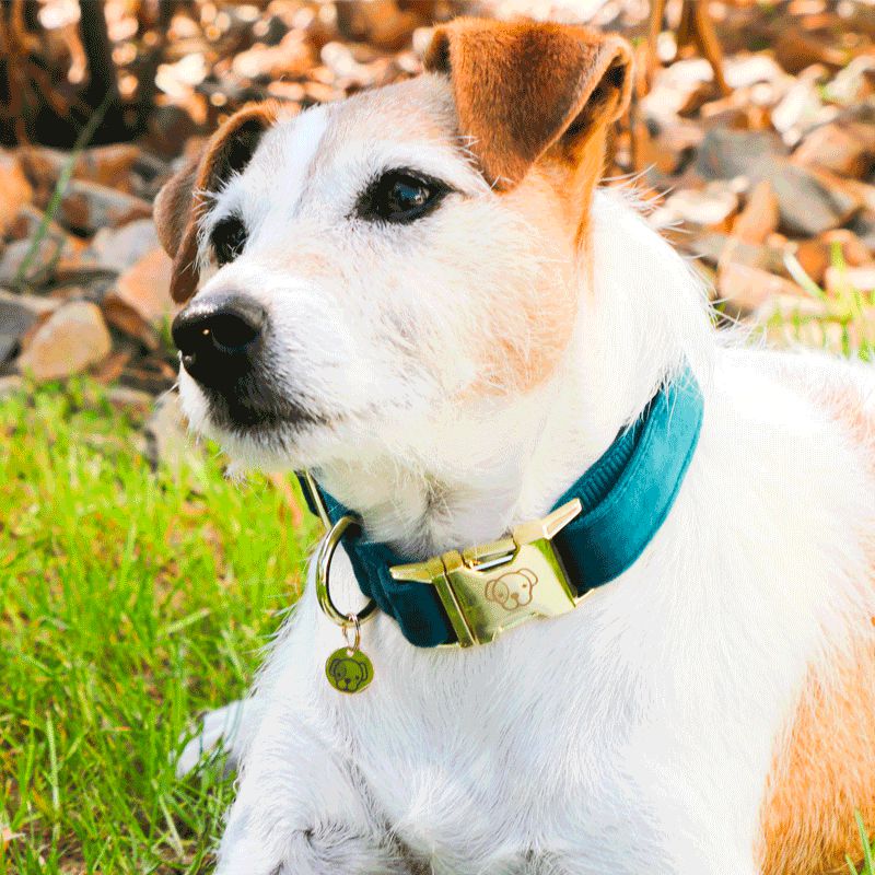 Kentucky Dogwear - Colliers pour chiens Velvet Emeraude | - Ohlala