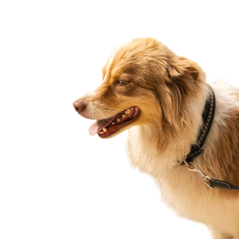 Pénélope - Collier pour chien noir | - Ohlala