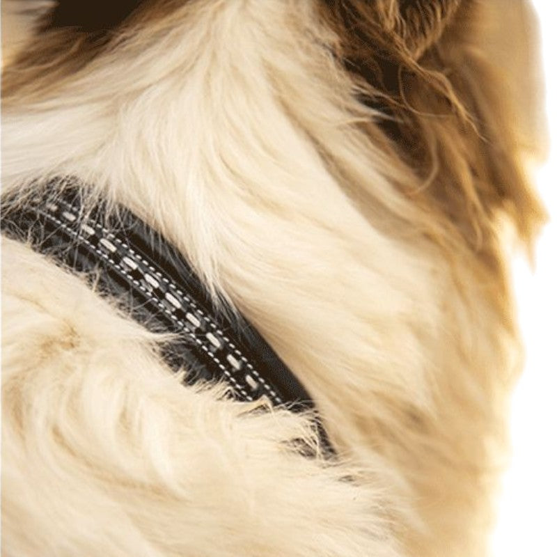 Pénélope - Collier pour chien noir | - Ohlala