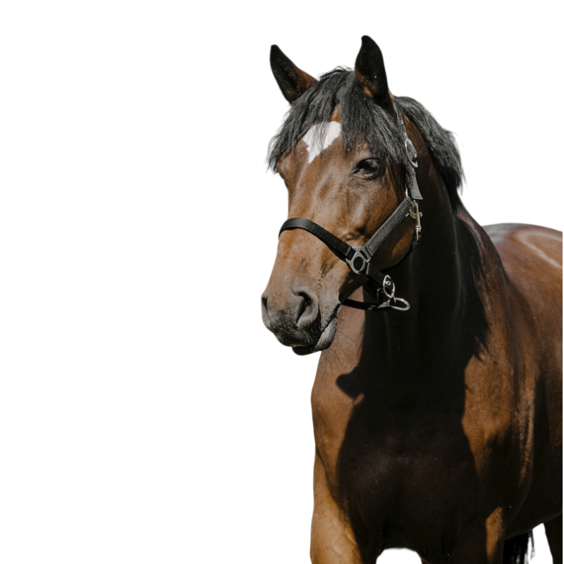 Riding World - Licol Nylon Cushion noir | - Ohlala