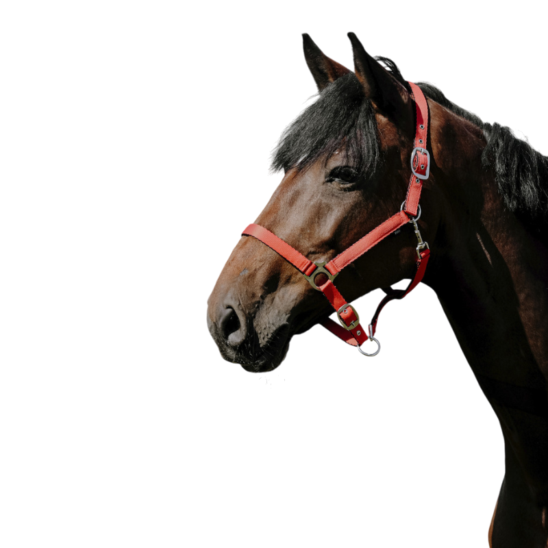 Riding World - Licol Nylon Cushion rouge | - Ohlala