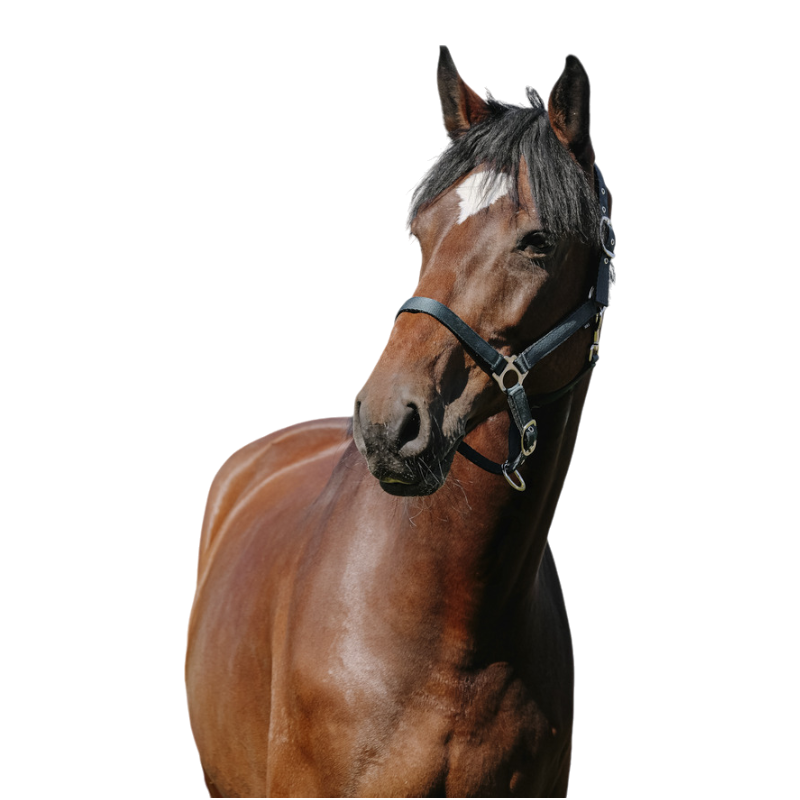 Riding World - Licol Nylon Cushion vert foncé | - Ohlala