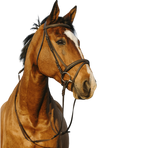 Riding World - Dubbel combinatiehoofdstel havana | - Ohlala