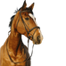 Riding World - Dubbel combinatiehoofdstel havana | - Ohlala