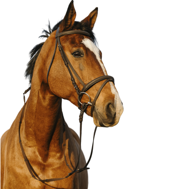 Bridon Combiné Riding World – Cuir De Buffle Teinté, Boucles Inox, Rênes à 5 Arrêtoirs – Équipement Équestre Haut De Gamme