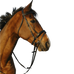 Riding World - Dubbel combinatiehoofdstel zwart | - Ohlala