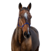 Riding World - Licol éthologique corde fin bleu roi | - Ohlala