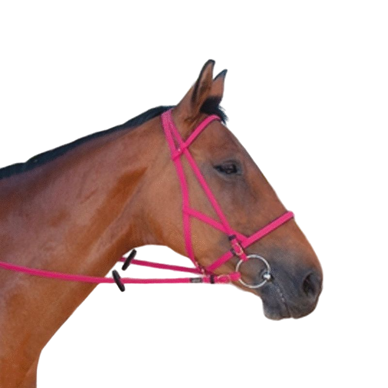 TdeT - Bridon/halster biotack fuchsia | - Ohlala