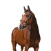 Riding World - Combinatiehoofdstuk havana met teugels | - Ohlala